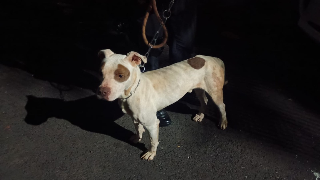 Cão em situação de maus-tratos é resgatado pela PM na Vila Xavier