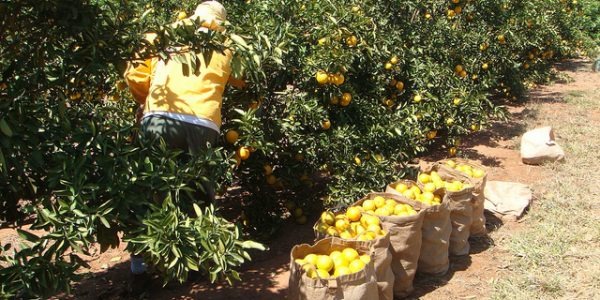 Colheita de laranja: empresa abre vagas para colhedores na região
