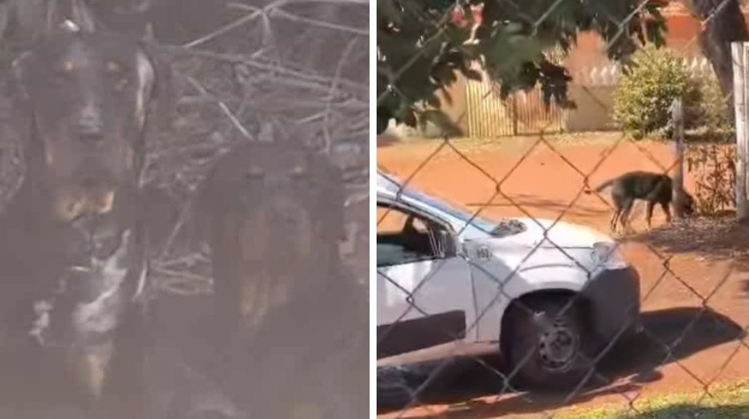 Grave: Bem-Estar de Araraquara resgata rottweilers e solta um cão após castração