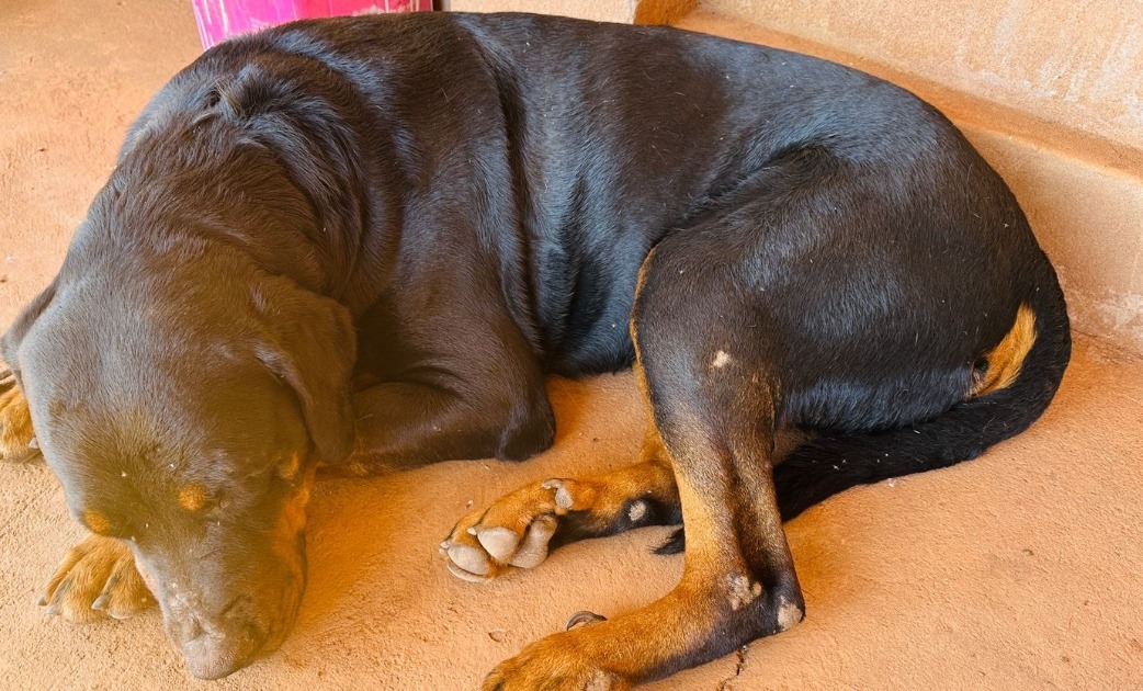 Rottweiler resgatado após abandono busca adoção responsável em Araraquara