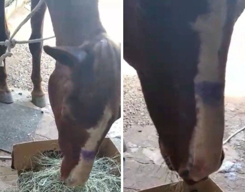 Cavalo ferido gera denúncia e apuração por maus-tratos em Américo; caso é investigado