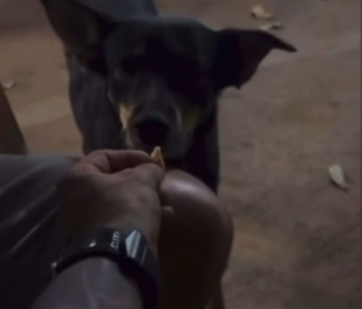 VÍDEO: Homem é detido pela Polícia Civil após ser flagrado dando tadalafila para cachorro na região de Araraquara
