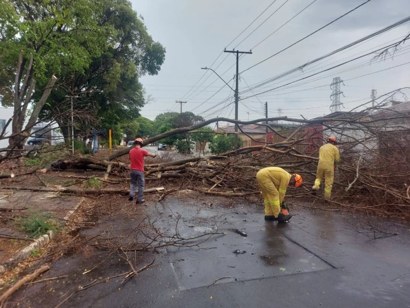 Temporal derruba árvores e deixa Araraquara em alerta
