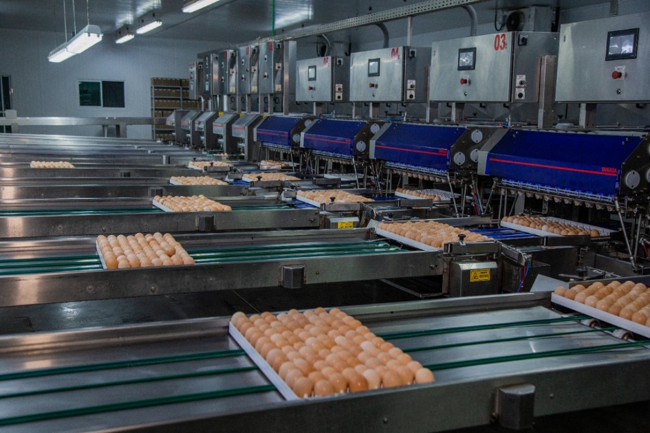 Agroavícola abre vagas para auxiliar de produção; veja como se candidatar