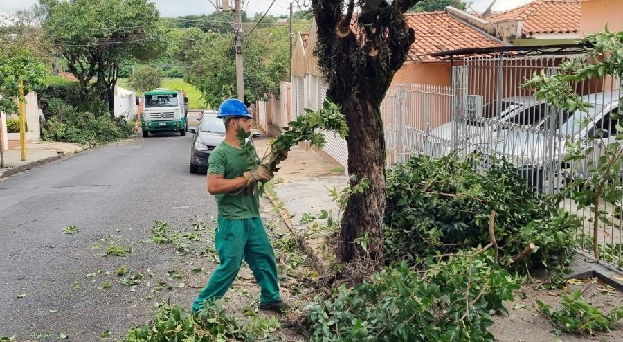 Câmara aprova redução de multa por podas drásticas em Araraquara