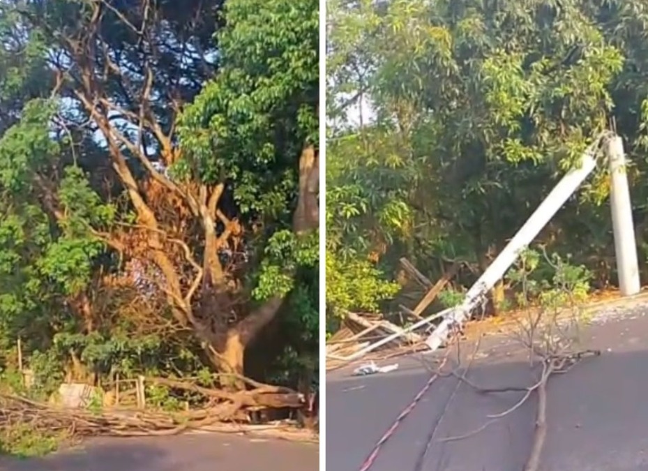 Moradores do Jardim Adalberto Roxo pedem retirada de árvores com risco de queda
