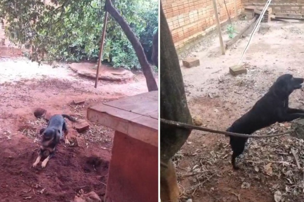 Polícia Civil apura denúncias e resgata dois cães mantidos presos por correntes no Centro de Trabiju