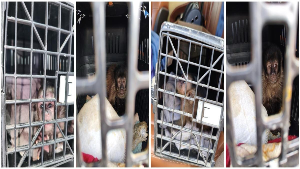 VÍDEO: Dupla é detida pelo TOR após ser flagrada transportando 4 macacos-prego na SP-310 em Araraquara