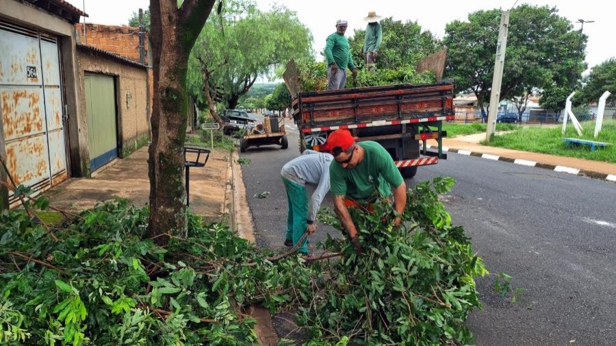 Araraquara tem 3,5 mil árvores na fila por poda ou remoção, aponta Secretaria