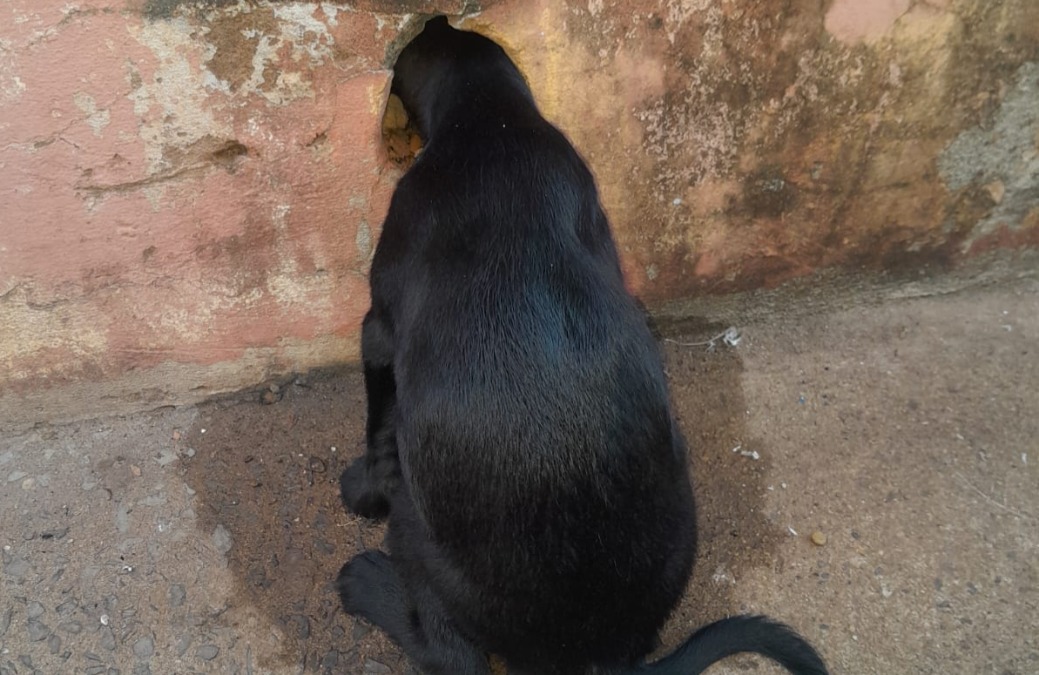 Cachorrinha enrosca cabeça  em buraco de muro e é resgatada pela Defesa Civil