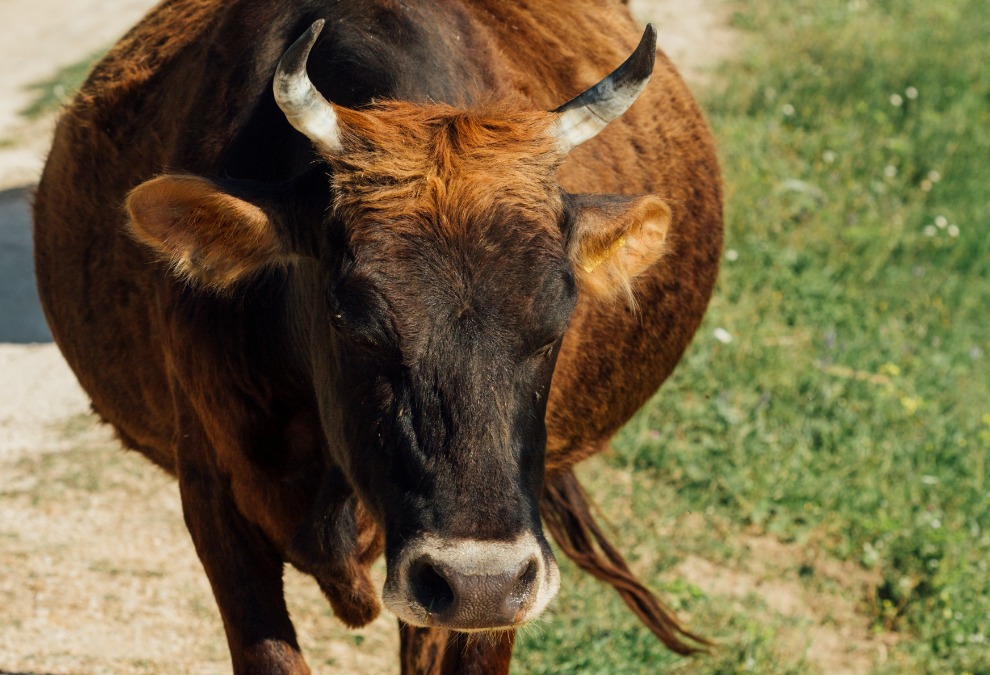 Moradora denuncia furto de vacas leiteiras em Araraquara