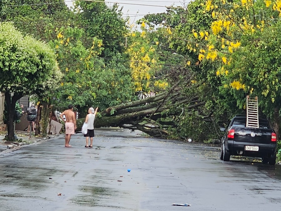 Temporal derruba árvore enorme na Vila Xavier