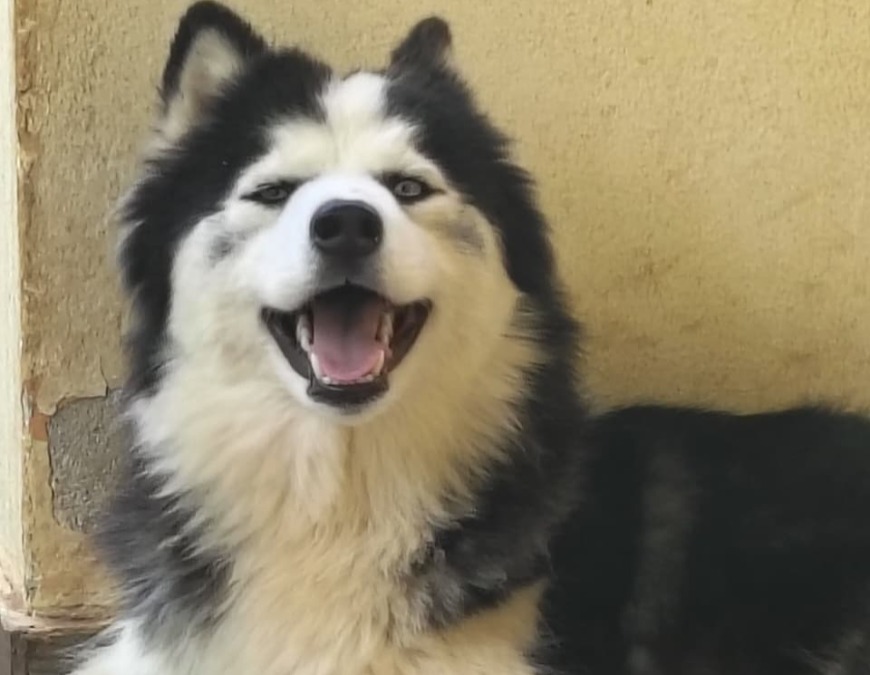 Cachorra morre após rojão em Américo e caso gera revolta; 'criminosos'