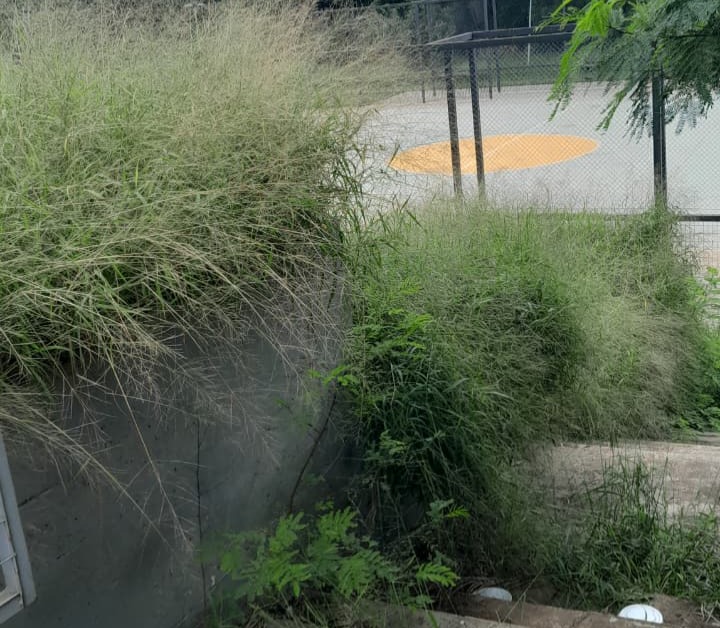 Praça do Selmi Dei fica mais de 5 meses sem limpeza e moradores relatam aparecimento de cobras