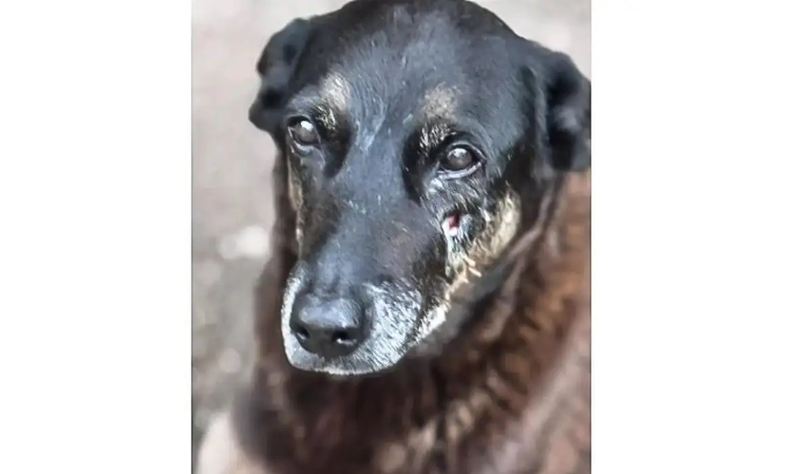 Ato em Araraquara pede justiça pela morte do cão Orelha; ‘respeito à vida’