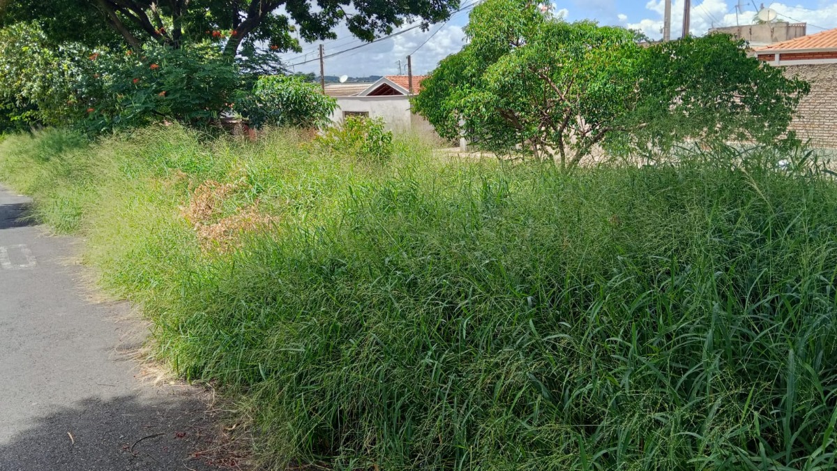 ‘Mato virou perigo’: moradores denunciam abandono na Avenida 40, no Selmi Dei, em Araraquara