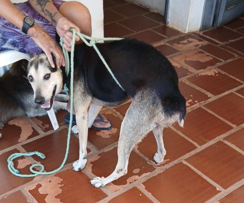 Campanha solidária busca R$ 5 para salvar três cães em Boa Esperança do Sul