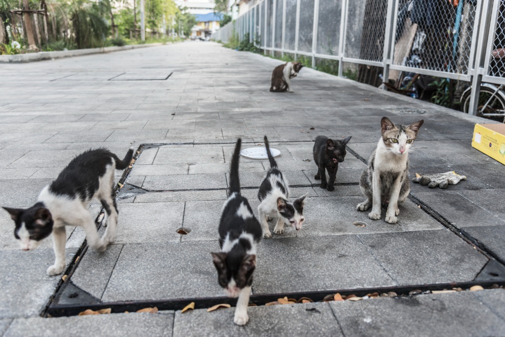 Vereador de Araraquara critica Bem-Estar Animal por falta de diálogo e dificuldade nas castrações; ‘se organizem’