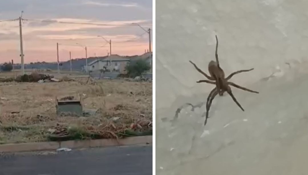 Moradores do São Lucas denunciam terreno com lixo e aranhas em Araraquara: ‘todo dia aparece’