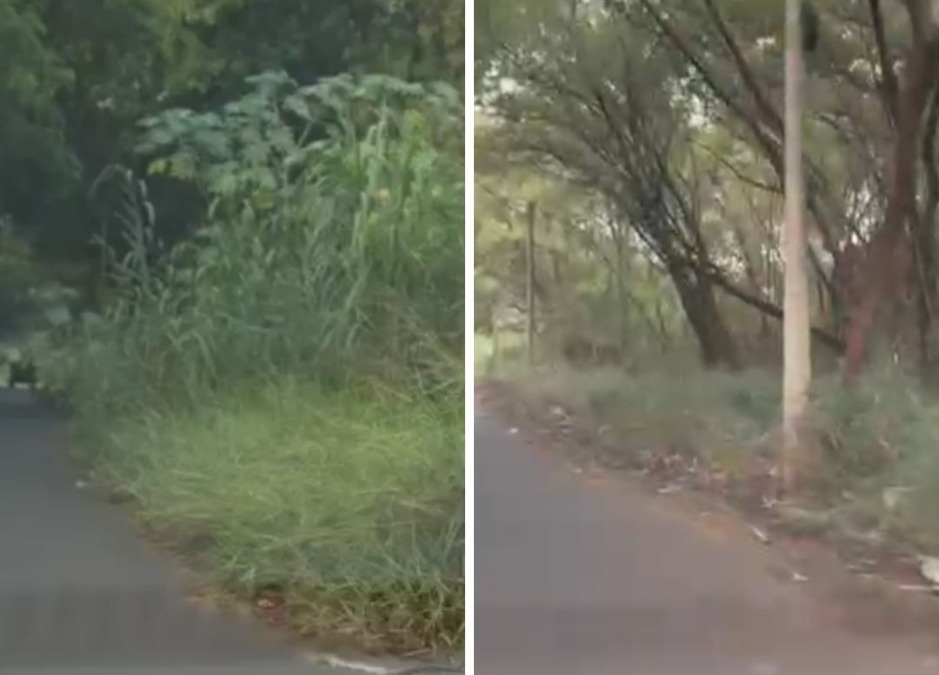 ‘Não tem como andar’: moradores denunciam mato alto e falta de calçada em acesso de bairro em Araraquara