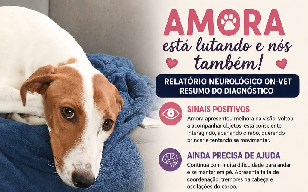 Campanha mobiliza ajuda para custear tratamento de Amora; ajude