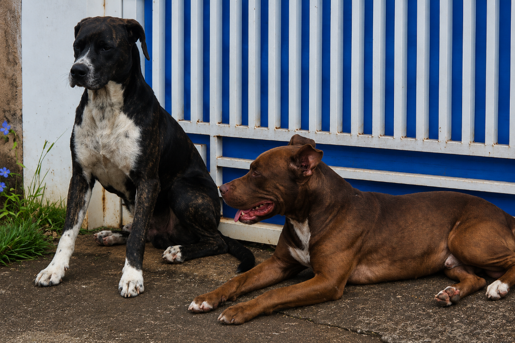 Moradores do Jardim Imperador vivem medo após ataques de cães