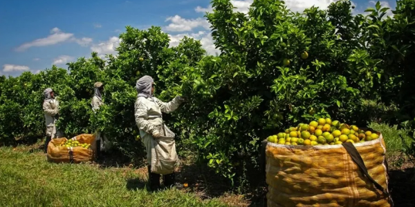 Ajudante de safra e funções que não exigem experiência estão na lista do PAT de Araraquara