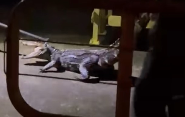 Jacaré é resgatado após dois dias preso em barragem no interior de SP