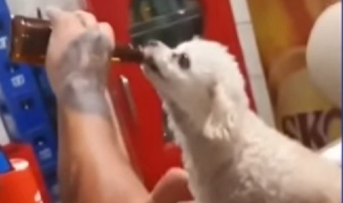 Homem acusado de dar cerveja a cachorro é investigado pelo MP em Araraquara