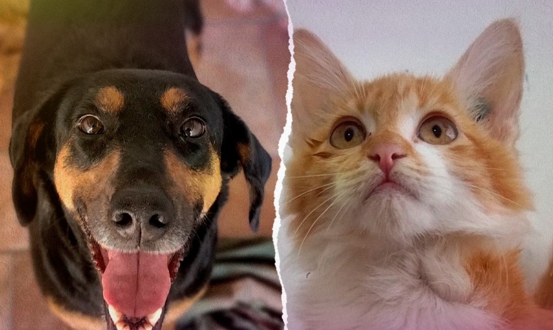 Conheça o novo site da Prefeitura que pode ajudar cães e gatos a encontrar um lar