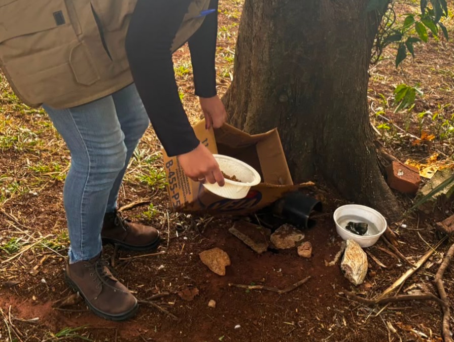 Pombos preocupam autoridades e frequentadores do Parque Infantil em Araraquara; entenda os riscos
