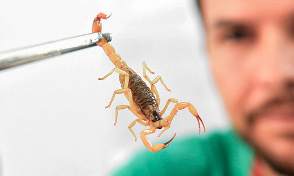Crianças e pets correm mais risco em acidentes com escorpiões; veja como agir