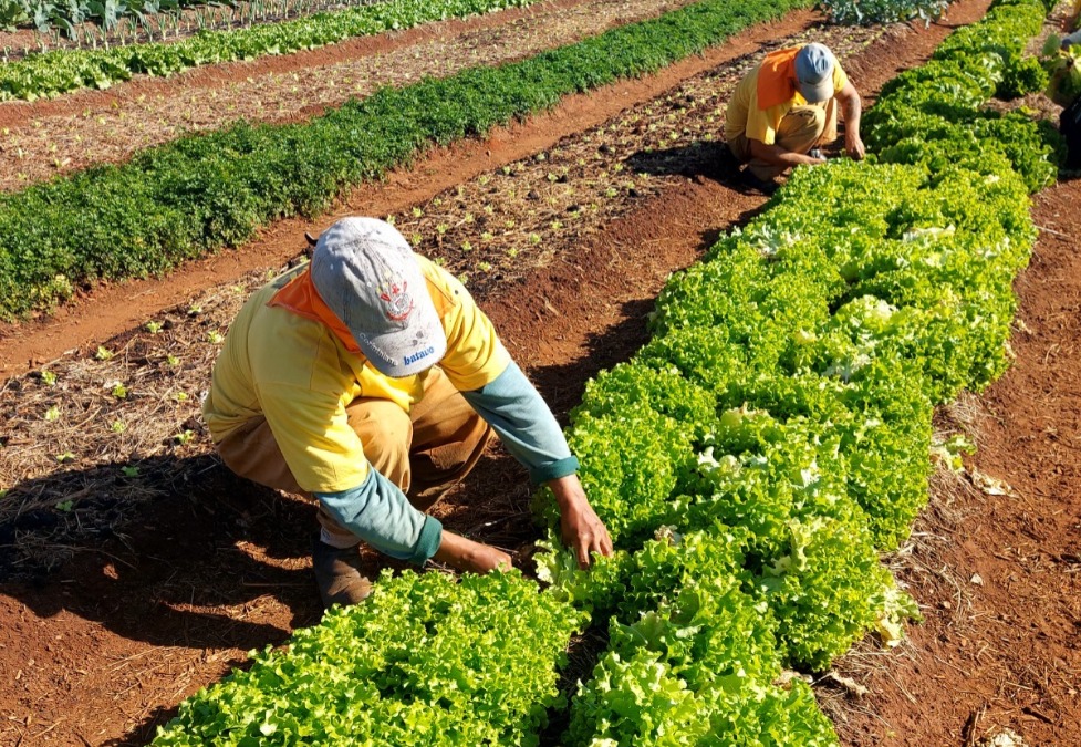 Semana termina com 31 vagas no PAT de Araraquara; trabalhador volante está entre os destaques