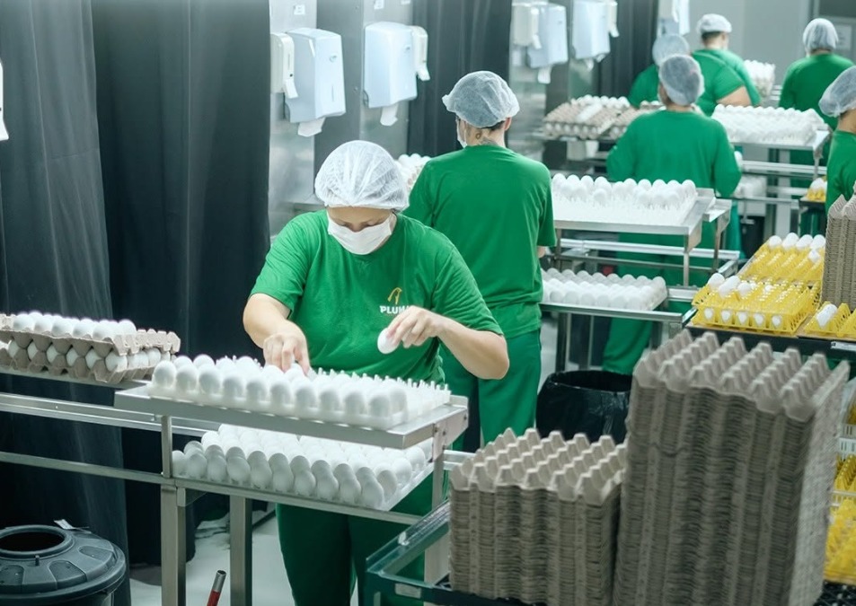 Agroavícola abre 10 vagas de emprego para auxiliar de produção