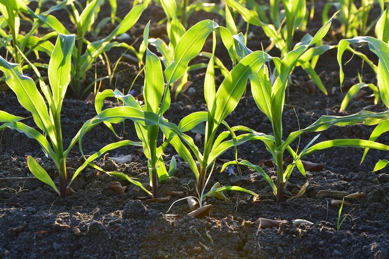 Prefeitura oferece análise de solo para pequenos agricultores familiares