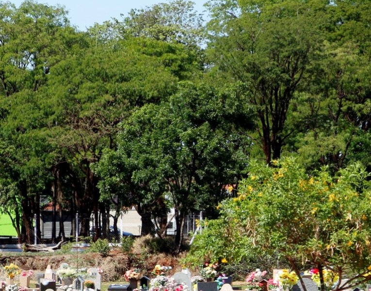 Cemitério das Cruzes recebe manutenção de arborização