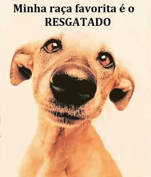 Cerca de 550 animais aguardam adoção depois de serem resgatados