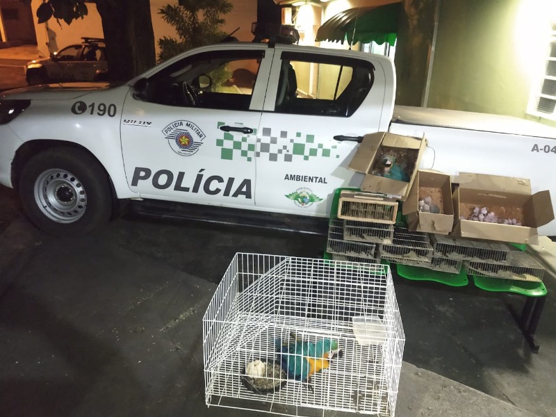 PM Ambiental apreende 244 aves nativas e multa infrator em quase R$ 1 milhão