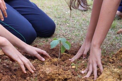 Vereadora indica plantio de árvores em homenagem às vítimas da Covid-19