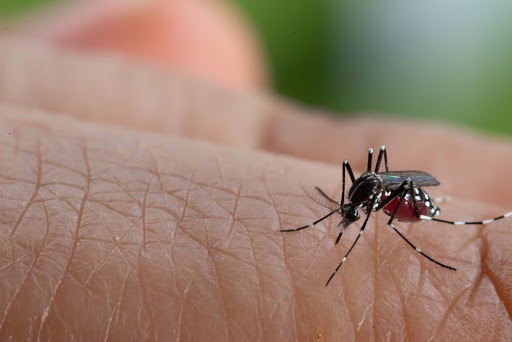 Veja quantos casos de dengue foram confirmados em Araraquara em 2021