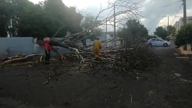 Queda de árvore fecha rua na Vila Xavier