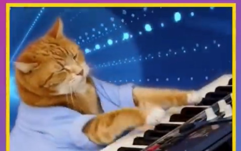 Prefeitura transforma fake news do gato em campanha de solidariedade