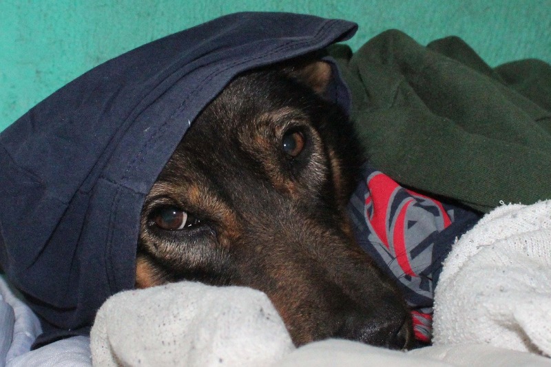 Chegada de frio preocupa e Câmara arrecada cobertores para animais