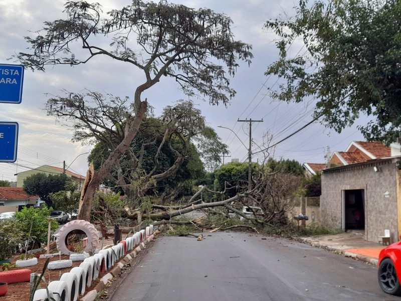 Árvore cai em cima de carro após ventania em Araraquara