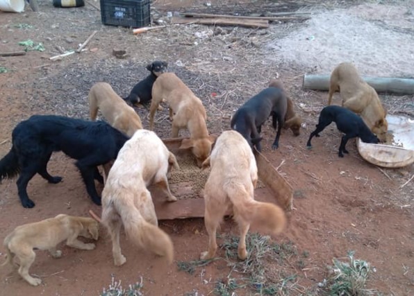 Protetoras de animais pedem ajuda para cães abandonados em chácara