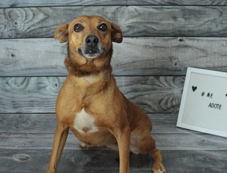 De cão caramelo a branco e preto. Conheça alguns animais que buscam novo lar em Araraquara