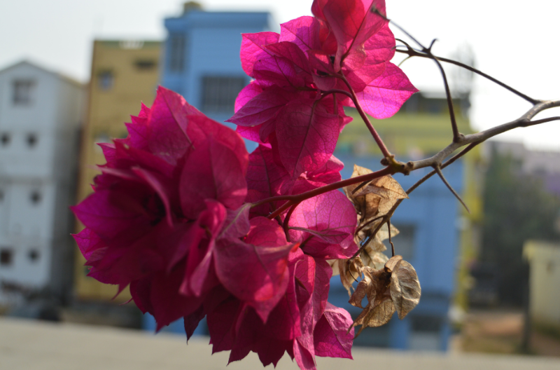 Primavera é marcada por frente fria que derruba temperaturas em Araraquara