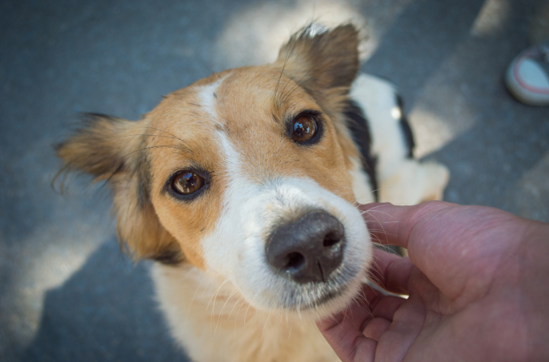 Campanha presencial de adoção de animais retorna neste sábado (25)