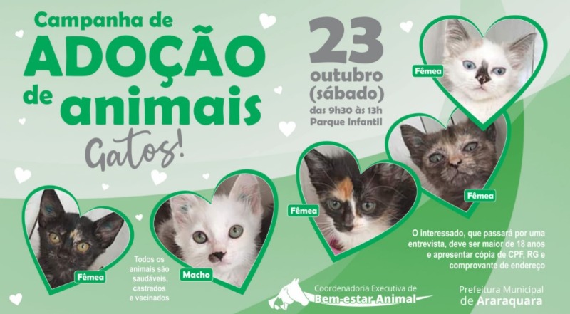 Parque Infantil recebe campanha voltada para a adoção de gatos
