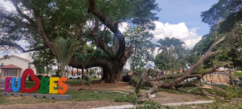 Cai parte do Timburi, árvore histórica de Boa Esperança do Sul